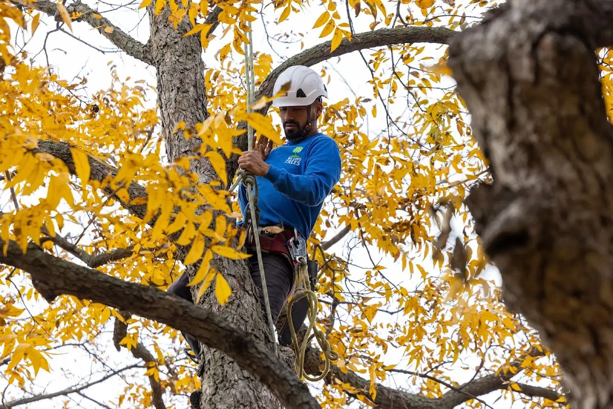 Skilled Tree Planting crew working in Wynona