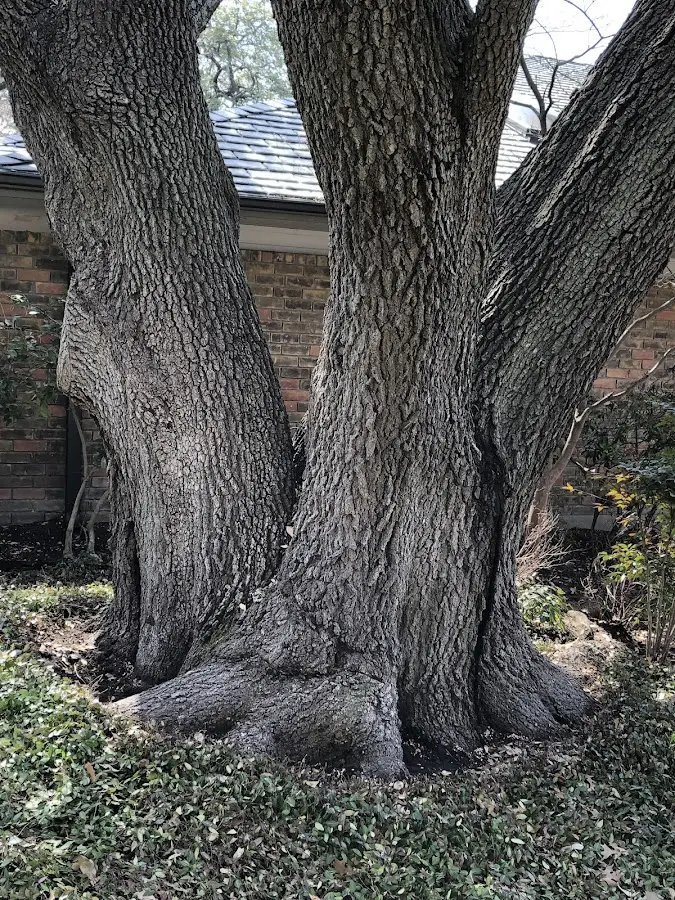 Mature heritage tree close to a Wynona property cared for by certified arborists